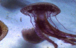 Georgette la m�duse